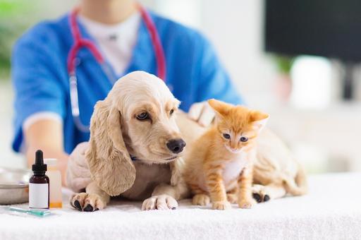 Число платных ветеринарных услуг в России за 5 лет выросло на 15,5%