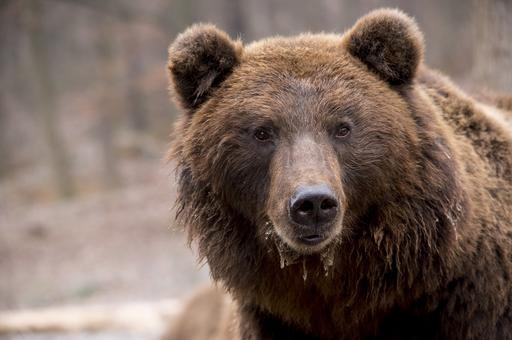 Росприроднадзор изъял бурого медведя у жительницы Саратова