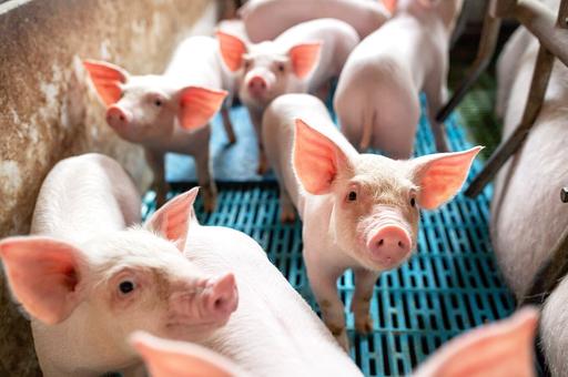 В Германии выросли цены на живых свиней