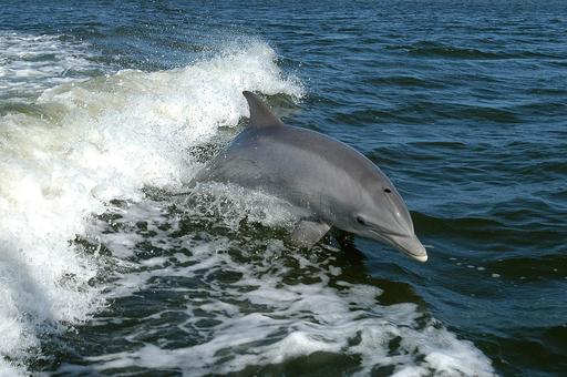 Ветспециалисты: брачные игры стали причиной гибели самки дельфина