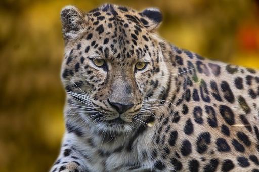 В Минприроды утвердили стратегию сохранения дальневосточного леопарда