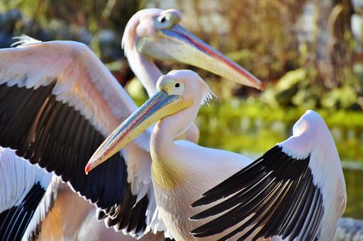 Массовый падеж розовых пеликанов из-за гриппа птиц зафиксирован в Сенегале