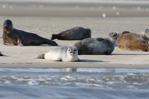 Ученые сняли на видео новорожденных тюленей в Дальневосточном морском заповеднике