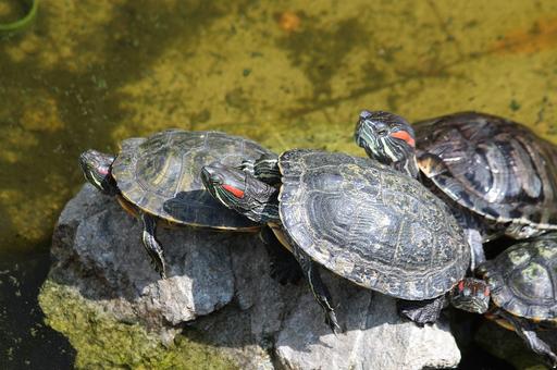 Домашние черепахи могут заразить владельца сальмонеллезом