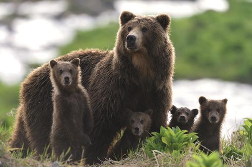 В Иркутской области осудили браконьеров за незаконную охоту на бурых медведей