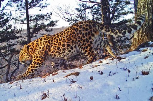 Авиамониторинг выявил двух новых особей в нацпарке «Земля леопарда»