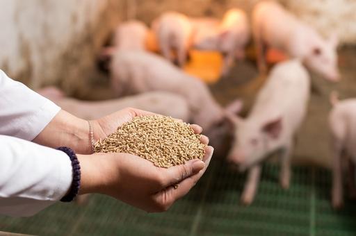 Китай сокращает использование соевого шрота в кормах для животных