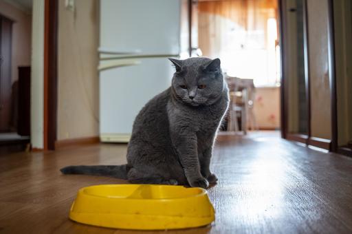 Ветврач назвала топ-5 токсичных продуктов для кошек