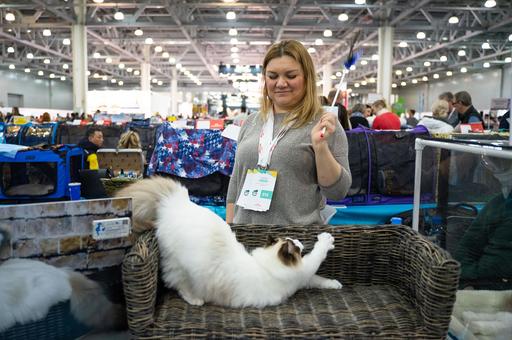 В Москве пройдет специализированная выставка кошек за Кубок российских систем