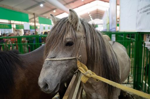 Лошадей в России будут содержать по правилам