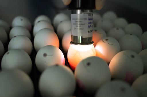 Ученые предложили дезинфицировать яйца перекисью водорода и ультрафиолетом