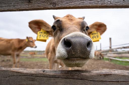 Ученые выяснили, что влияет на репродуктивную функцию коров