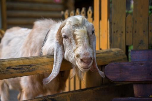 В Южной Корее поголовно вакцинируют КРС и коз от ящура