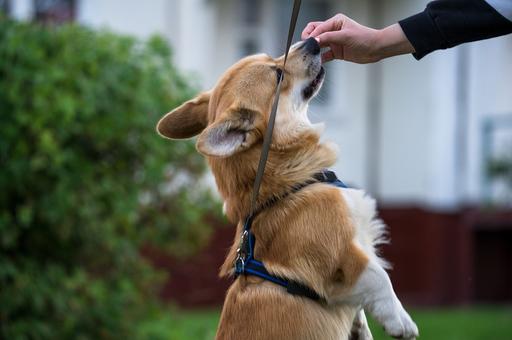 В США заработок выгульщиков собак превысил 8 тыс. долларов в месяц