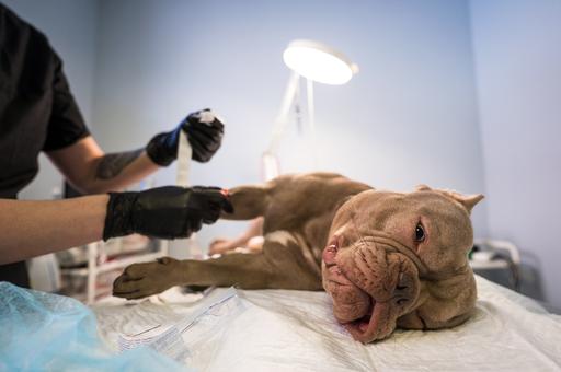 В Якутии выявили новый случай бруцеллеза у собак в Нюрбе