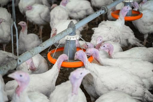 В США из-за гриппа птиц ликвидировали более 47 млн кур и индеек