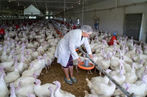 Птицеводы получили 662 млн рублей страховых выплат из-за вспышек гриппа птиц