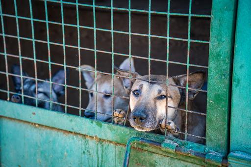 В Подмосковье за год отловили более 14 тыс. бродячих собак
