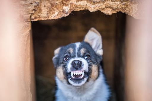 The State Duma considers putting down aggressive dogs