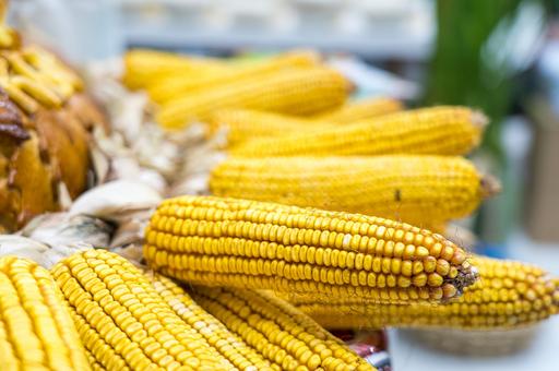 Зерновой союз прогнозирует сокращение посевов кукурузы в РФ