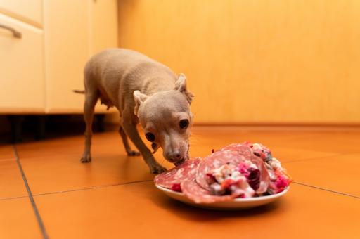 Ученые предостерегли о риске заражения собак супербактериями через сырое мясо