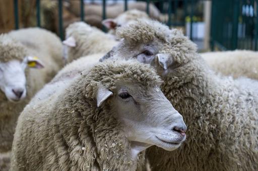Группа ученых работает над коммерческой вакциной против нематодироза овец