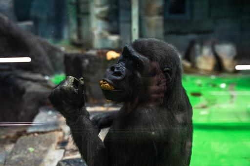 Акушер-гинеколог помогла провести экстренное кесарево сечение самке гориллы