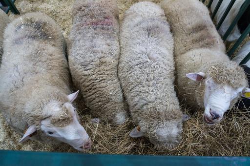 Ветспециалисты предупредили об опасности цистицеркоза для овцеводства