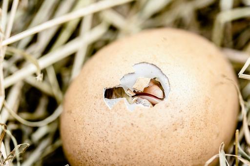 Россия ищет новых поставщиков инкубационных яиц