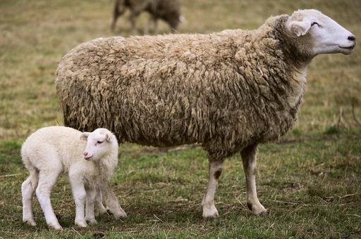 Овцеводы Ирландии просят поддержки у правительства