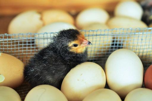 Россия импортировала инкубационных яиц на 104 млн долларов