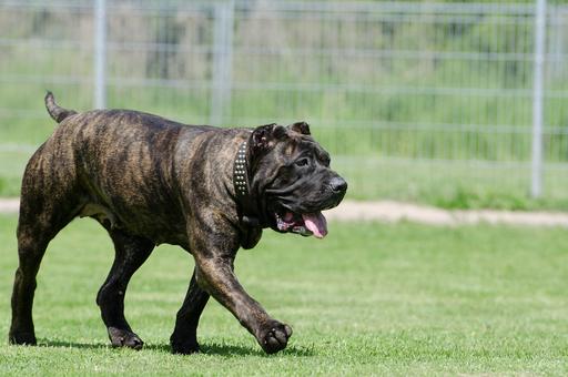 Зоозащитники обеспокоены участившимися случаями купирования ушей собакам в Великобритании
