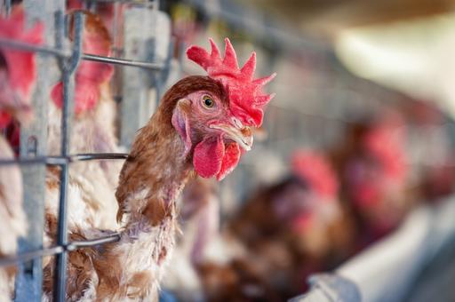 В Чехии запретили свободный выгул домашних кур и уток из-за гриппа птиц