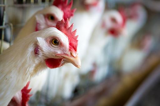 Франция сменила «умеренный» уровень риска по гриппу птиц на «высокий»