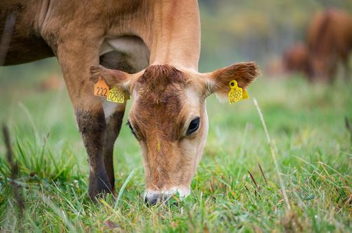 В Германии способ содержания скота сообщат на маркировке мяса