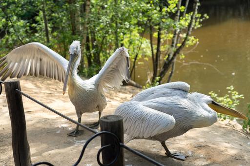 Массовый падеж пеликанов из-за гриппа птиц отмечен в Гондурасе