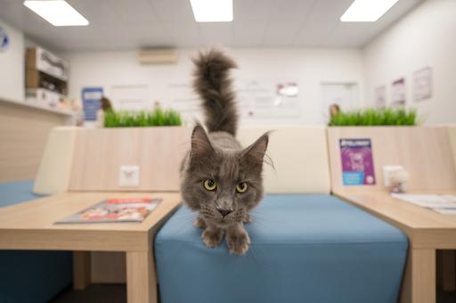 В России развивается новое направление в ветеринарии – cat-friendly – фоторепортаж «ВиЖ»