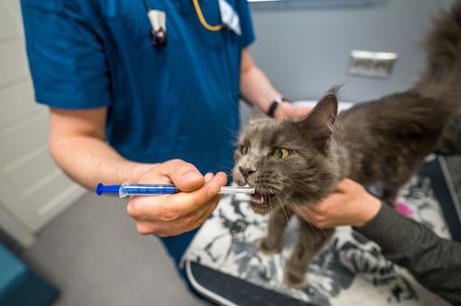 Ветспециалисты напомнили владельцам кошек об опасности токсокароза