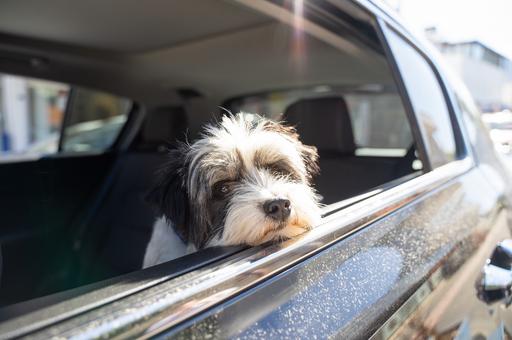 Как приучить собаку ездить в машине