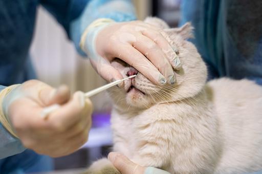 ВОЗ оценила вероятность заражения человека гриппом птиц от кошек