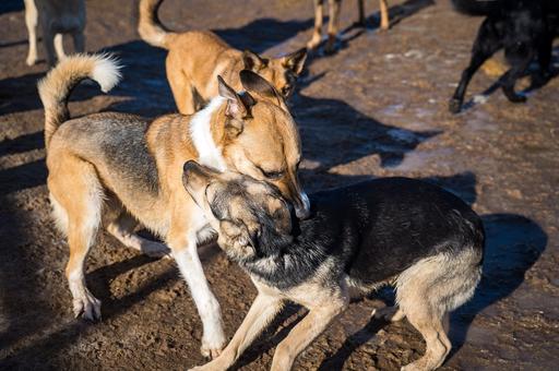 В Иркутской области предложили уничтожать бездомных собак