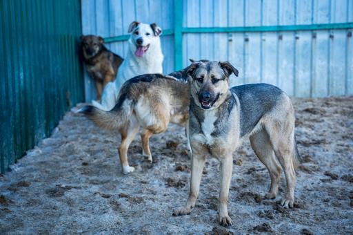 Зафиксированы нарушения ветправил в приюте Якутска после вспышки бруцеллеза собак