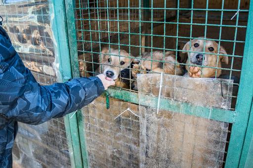 Власти Астраханской области одобрили эвтаназию бездомных собак