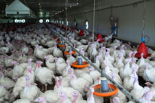 В Турции выявили грипп птиц впервые за 8 лет