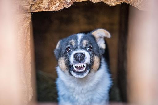 В Якутии приняли в первом чтении законопроект об усыплении агрессивных собак