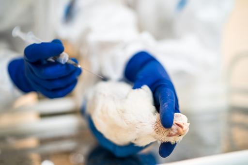 Ученые Россельхознадзора зарегистрировали новую вакцину для птицеводства