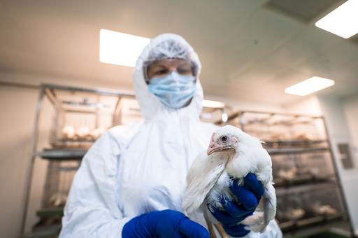 Ученые предупредили о новых штаммах гриппа птиц