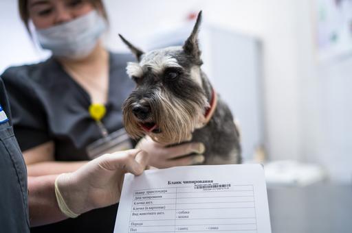 В Подмосковье хотят ввести обязательную регистрацию домашних животных