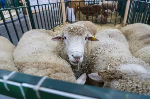 Эксперты «Ветеринарии и жизни» называют овцеводство выгодным направлением для инвестиций