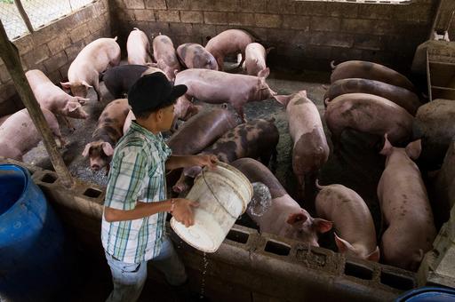 Свиноводческая отрасль Китая борется с новыми вспышками АЧС